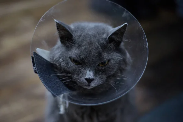 The cat wears a veterinary collar to prevent licking the wound after surgery. The concept of a sick cat.