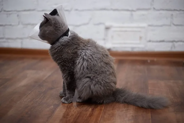 Μια Γκρίζα Γάτα Ένα Κτηνιατρικό Κολάρο Στο Σπίτι Στον Καναπέ — Φωτογραφία Αρχείου
