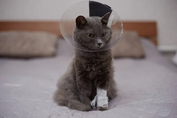 A gray cat in a veterinary collar with a bandaged leg on the bed.