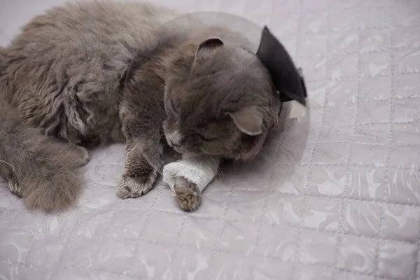 Egy Szürke Macska Egy Állatorvosi Gallérban Bekötözött Lábbal Fekszik Ágyon — Stock Fotó