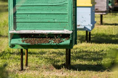 Arı kovanının girişinde arılar var. Uçan arılara yakın çekim. Tahta arı kovanı ve arılar. Çalışan arılar sarı polen topluyor. Arı kovanına uçan bal arıları.