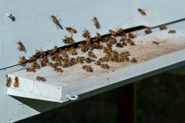 Arı kovanının girişinde arılar var. Uçan arılara yakın çekim. Tahta arı kovanı ve arılar. Çalışan arılar sarı polen topluyor. Arı kovanına uçan bal arıları.