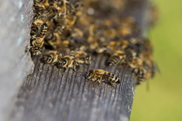 蜂窝入口的蜜蜂 飞蜂特写 木制蜂窝和蜜蜂 工作的蜜蜂采集黄色花粉 蜜蜂飞进蜂窝 — 图库照片