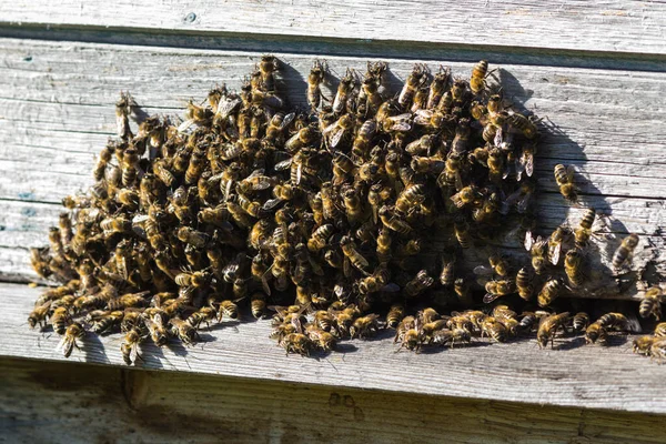 Пчелы Входа Улей Крупный План Летающих Пчел Деревянный Улей Пчелы — стоковое фото