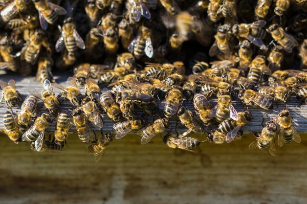 蜂窝入口的蜜蜂 飞蜂特写 木制蜂窝和蜜蜂 工作的蜜蜂采集黄色花粉 蜜蜂飞进蜂窝 — 图库照片#