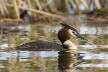 Great Crested Grebe, Podiceps cristatus with beautiful orange colors, a water bird with red eyes