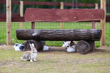 Çayırdaki küçük şirin Paskalya tavşanı, gün batımının altındaki yeşil çimenler ya da gün doğumu manzarası yaz günündeki yeşil çimenlikteki güzel tavşan.