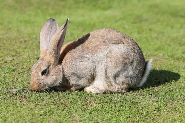 Kanin Söt Liten Påskhare Ängen Grönt Gräs Solnedgången Eller Soluppgången — Stockfoto