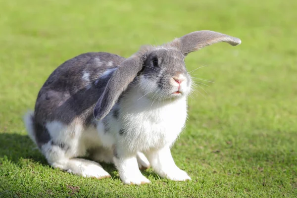 兔子可爱的复活节小兔子在草地上 青草在日落或日出的阳光下 美丽的兔子在夏日的青草上 — 图库照片