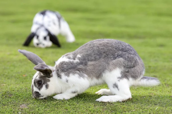 兔子可爱的复活节小兔子在草地上 青草在日落或日出的阳光下 美丽的兔子在夏日的青草上 — 图库照片