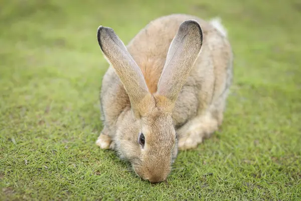 Кролик Милий Маленький Пасхальний Кролик Лузі Зелена Трава Під Заходом — стокове фото