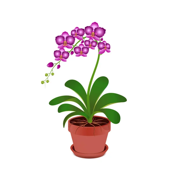 Orchidées Dans Pot Fleurs Illustration Vectorielle Isolée Sur Fond Blanc — Image vectorielle