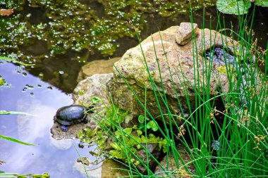 Bavyera 'nın Rothenburg şehrinde güzel bir gün..