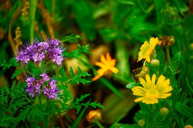 Bavyera 'da güzel bir sonbahar günü