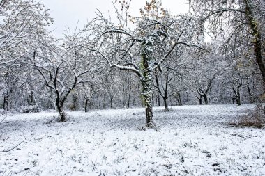Bavyera 'da harika bir kış ormanı 