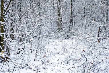 Bavyera 'da harika bir kış ormanı 