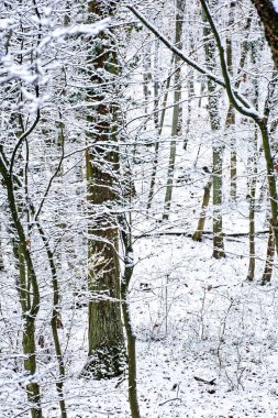 Bavyera 'da harika bir kış ormanı 