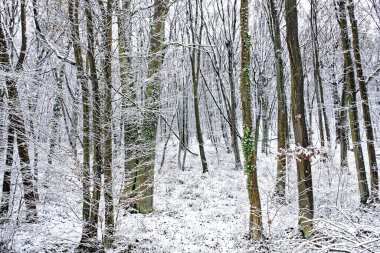 Bavyera 'da harika bir kış ormanı 