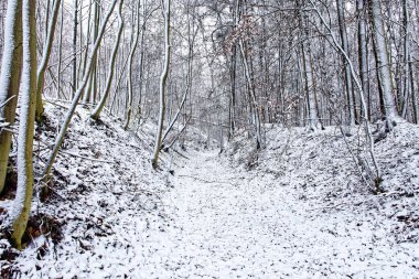 Bavyera 'da harika bir kış ormanı 