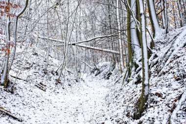 Bavyera 'da harika bir kış ormanı 