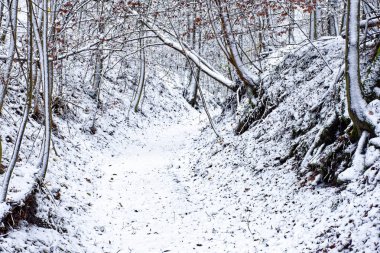 Bavyera 'da harika bir kış ormanı 