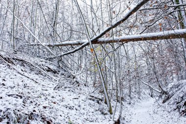 Bavyera 'da harika bir kış ormanı 