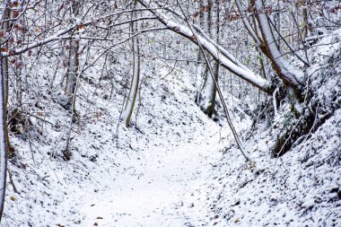 Bavyera 'da harika bir kış ormanı 