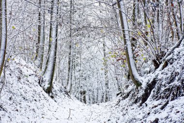Bavyera 'da harika bir kış ormanı 