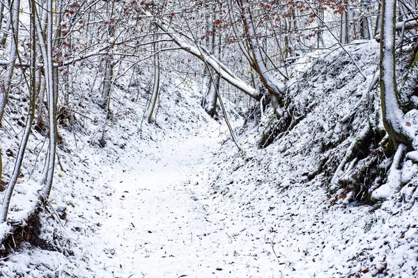 Bavyera 'da harika bir kış ormanı 