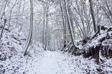 Bavyera 'da harika bir kış ormanı 