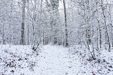 Bavyera 'da harika bir kış ormanı 