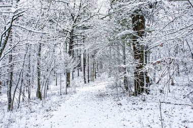 Bavyera 'da harika bir kış ormanı 
