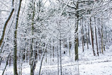 Bavyera 'da harika bir kış ormanı 