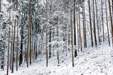 Bavyera 'da harika bir kış ormanı 