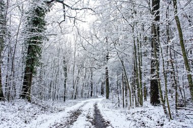 Bavyera 'da harika bir kış ormanı 