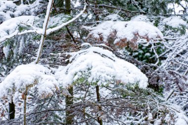 Bavyera 'da harika bir kış ormanı 