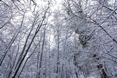 Bavyera 'da harika bir kış ormanı 