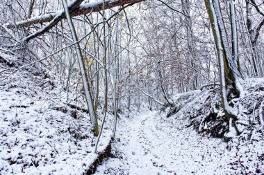 Bavyera 'da harika bir kış ormanı 