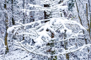 Bavyera 'da harika bir kış ormanı 