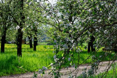 Bavyera 'nın güzel bahar tarlaları