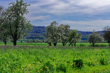 Bavyera 'nın güzel bahar tarlaları