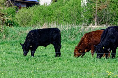 Bavyera 'daki güzel kırsal alan 12.04.2024
