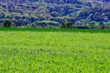 Bavyera 'nın güzel bahar tarlaları