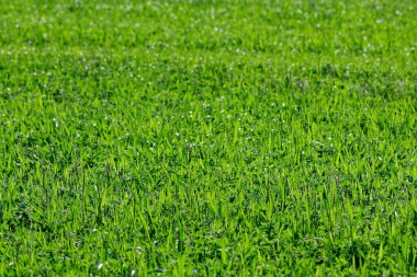 Bavyera 'nın güzel bahar tarlaları