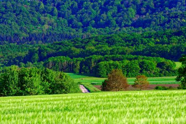 Güzel yaz Bavyera 'nın sakin manzaraları. 