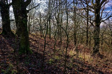 Bovaria 'da soğuk kış güneşli sabahı 