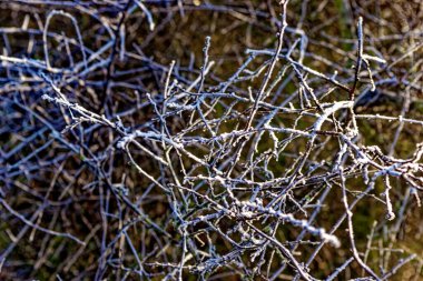 Bovaria 'da soğuk kış güneşli sabahı 