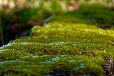 Bovaria 'da soğuk kış güneşli sabahı 