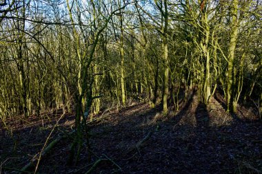 Bovaria 'da soğuk kış güneşli sabahı