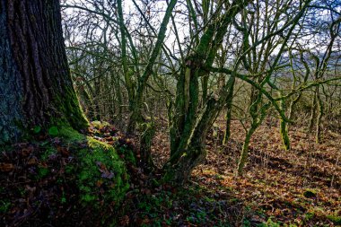 Bovaria 'da soğuk kış güneşli sabahı